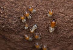 Odontotermes latericius