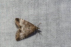 Udea inquinatalis