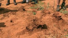 Odontotermes latericius