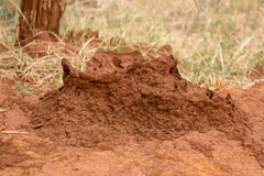 Odontotermes latericius