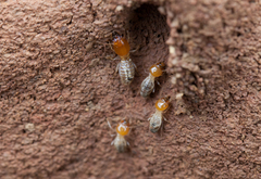 Odontotermes latericius