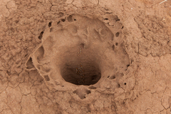 Odontotermes latericius