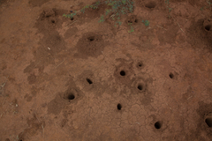 Odontotermes latericius