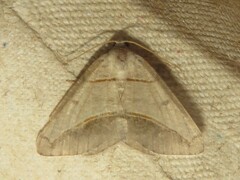 Petrophora subaequaria