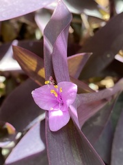 Tradescantia pallida