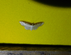Idaea fuscovenosa