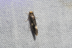 Monopis weaverella