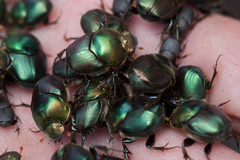 Proagoderus chalcostolus