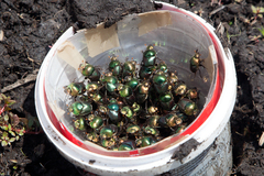 Proagoderus chalcostolus