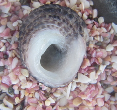 Diloma bicanaliculatum