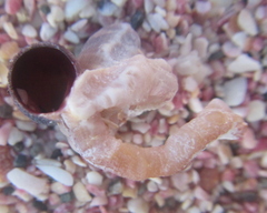 Thylacodes aotearoicus