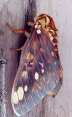 Citheronia bellavista