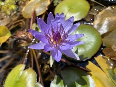 Nymphaea elegans