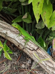 Ctenosaura acanthura