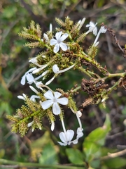 Plumbago zeylanica