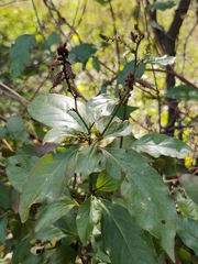 Plumbago zeylanica