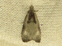 Olethreutes punctanum