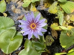 Nymphaea elegans