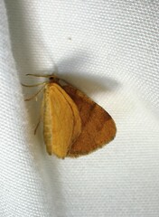 Macaria brunneata