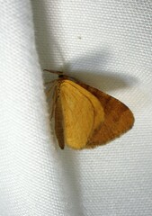 Macaria brunneata