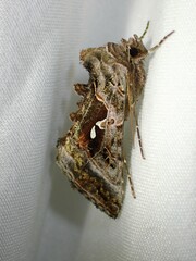Autographa pseudogamma