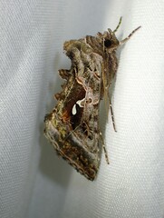 Autographa pseudogamma