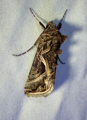Autographa flagellum