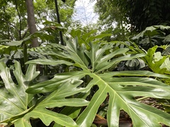 Philodendreae