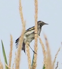 Motacilla flava