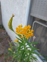 Asclepias curassavica