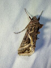 Autographa flagellum
