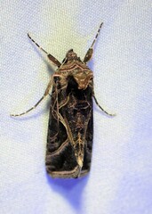 Autographa flagellum