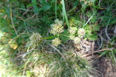 Selinum pyrenaeum
