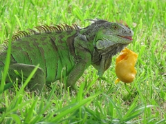 Iguana iguana