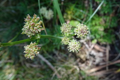 Selinum pyrenaeum