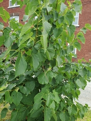 Tracheophyta