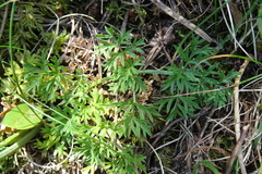 Selinum pyrenaeum