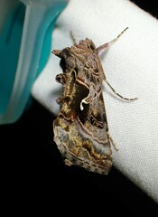 Autographa pseudogamma