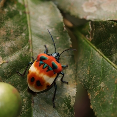 Poecilocoris latus