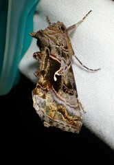 Autographa pseudogamma