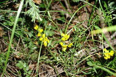 Genista depressa