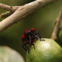 Poecilocoris latus