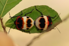 Poecilocoris latus