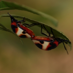 Poecilocoris latus