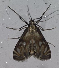 Neocataclysta magnificalis