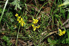 Genista depressa
