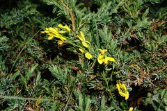 Genista depressa