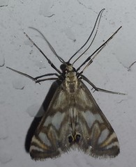 Neocataclysta magnificalis