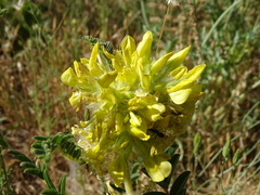 Astragalus alopecuroides