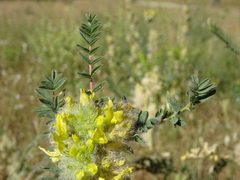 Astragalus alopecuroides